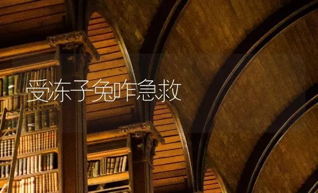 受冻子兔咋急救 | 家畜养殖