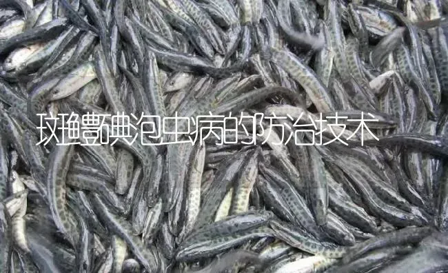 斑鳢碘泡虫病的防治技术 | 淡水养殖