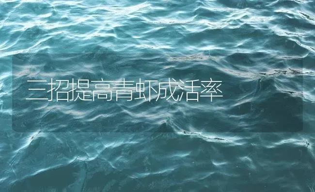 三招提高青虾成活率 | 海水养殖