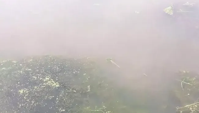 梅雨季节河蟹塘如何安全度过高温暴雨天气？