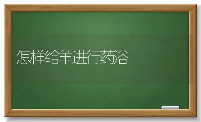 怎样给羊进行药浴 | 养殖病虫害防治