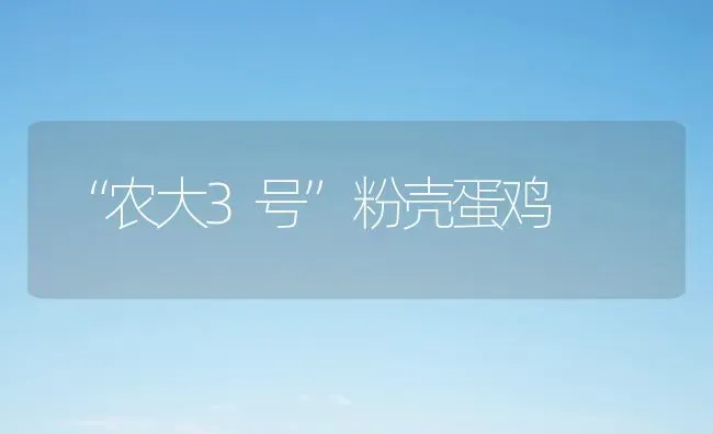 “农大3号”粉壳蛋鸡 | 家禽养殖