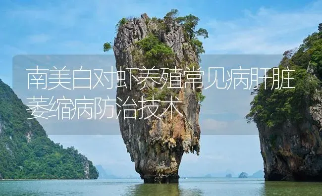 南美白对虾养殖常见病肝脏萎缩病防治技术 | 海水养殖