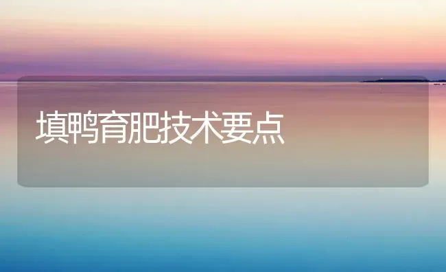 填鸭育肥技术要点 | 家禽养殖