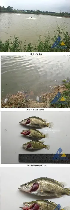 缺氧后鳜鱼苗传染性脾肾坏死病毒病大量死亡