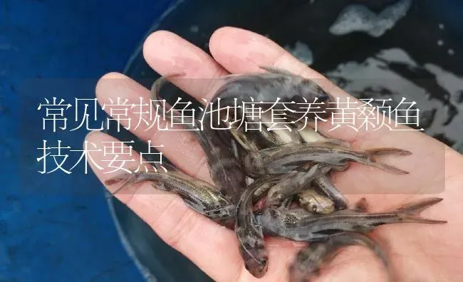 常见常规鱼池塘套养黄颡鱼技术要点 | 淡水养殖