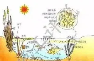 饲料、底泥、水质与水产病害的防控关系