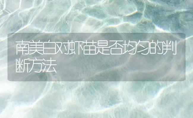 南美白对虾苗是否均匀的判断方法 | 海水养殖