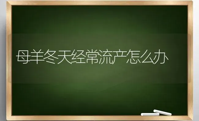 母羊冬天经常流产怎么办 | 家畜养殖