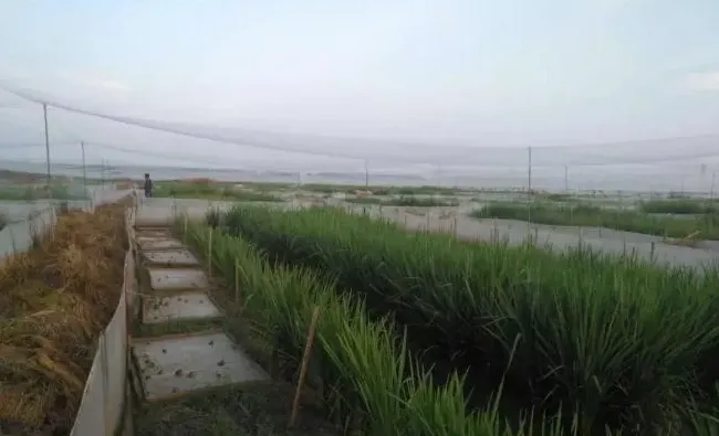 授渔水产青蛙一期回访-尹纪富-善于发现，敢于尝试