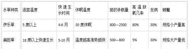 再谈轮叶黑藻-未来河蟹养殖的最佳水草