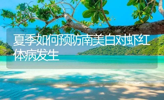 夏季如何预防南美白对虾红体病发生 | 海水养殖