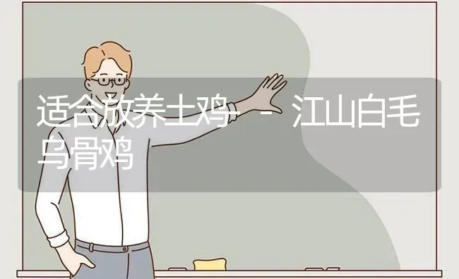 适合放养土鸡--江山白毛乌骨鸡 | 家禽养殖