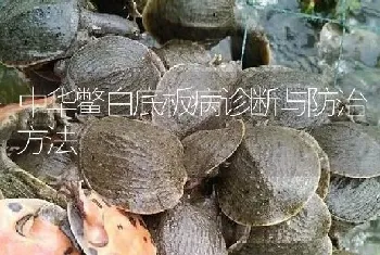 中华鳖白底板病诊断与防治方法