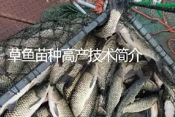 草鱼苗种高产技术简介