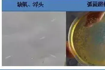 连续高温,隐患已初现,八九月份对虾养殖户仍不可放松警惕