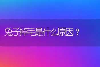 兔子掉毛是什么原因?