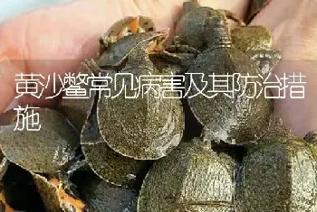 黄沙鳖常见病害及其防治措施