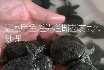 温室甲鱼烂头烂脚应该怎么处理