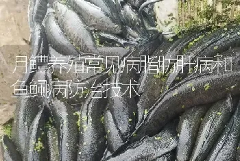 月鳢养殖常见病脂肪肝病和鱼鲺病防治技术