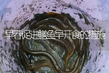 早春促进鳝鱼早开食的措施