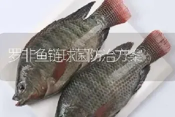 罗非鱼链球菌防治方案