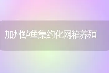 加州鲈鱼集约化网箱养殖