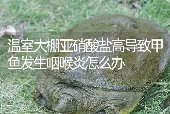 温室大棚亚硝酸盐高导致甲鱼发生咽喉炎怎么办