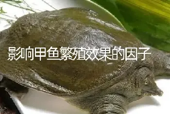 影响甲鱼繁殖效果的因子