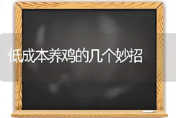 低成本养鸡的几个妙招