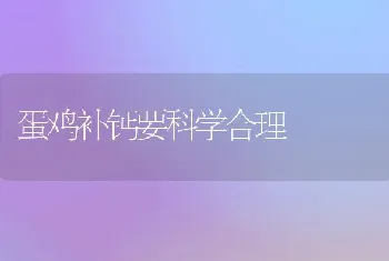 蛋鸡补钙要科学合理