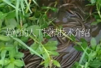 黄鳝的人工授精技术介绍