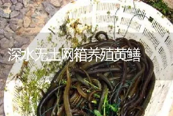 深水无土网箱养殖黄鳝