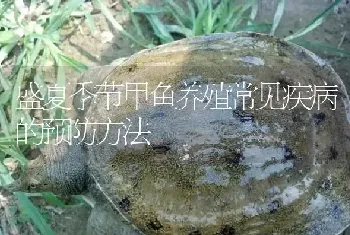 盛夏季节甲鱼养殖常见疾病的预防方法