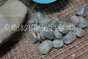 乌龟体外用药的注意事项