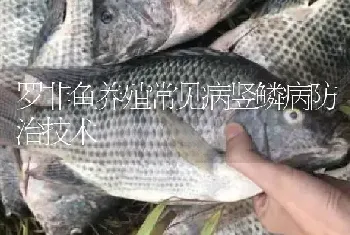 罗非鱼养殖常见病竖鳞病防治技术