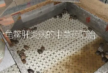 龟鳖肝炎病的中草药防治