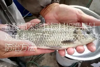 盐酸氯苯胍拌饲料投喂是针对鱼类孢子虫病最有效的药物防治方法