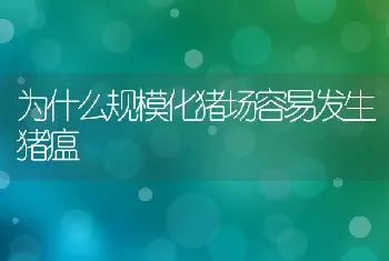 为什么规模化猪场容易发生猪瘟