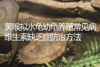 黄喉拟水龟幼龟养殖常见病维生素缺乏症防治方法