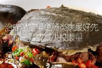 治疗温室甲鱼肠炎病最好先停料一餐或减少投喂量