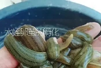 水蛭卵茧的孵化