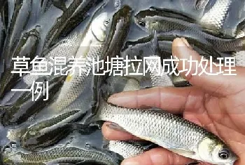 草鱼混养池塘拉网成功处理一例