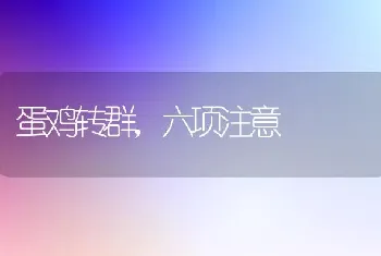 蛋鸡转群,六项注意