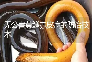 无公害黄鳝赤皮病的防治技术