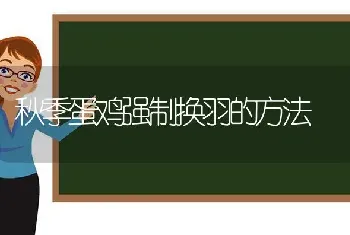 秋季蛋鸡强制换羽的方法