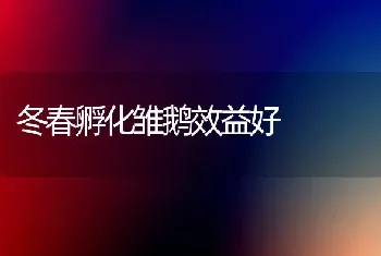 冬春孵化雏鹅效益好