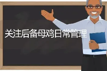 关注后备母鸡日常管理