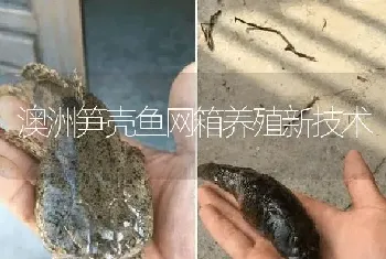 澳洲笋壳鱼网箱养殖新技术