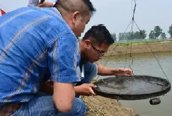 南美白对虾养殖户如何借助料台判定投料的增减